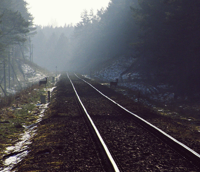 Sarnowy