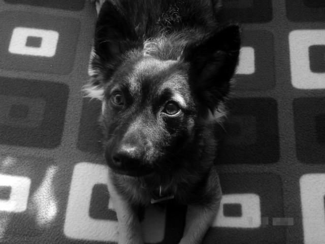 Emilcia 