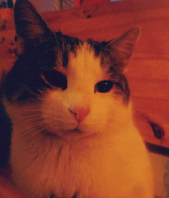KOOT.