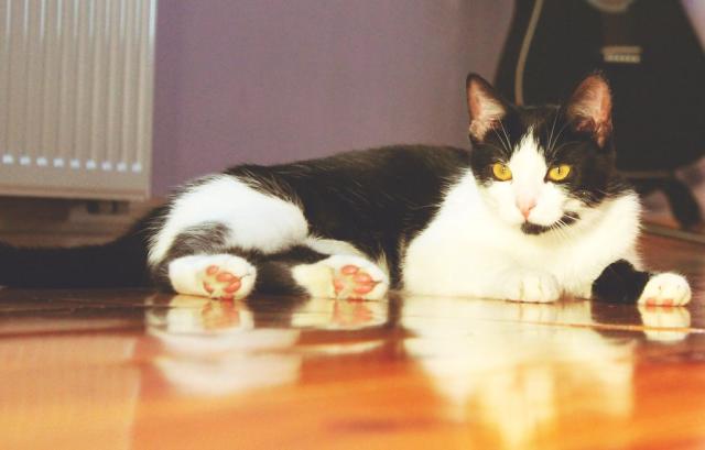 Wpis smallcat123