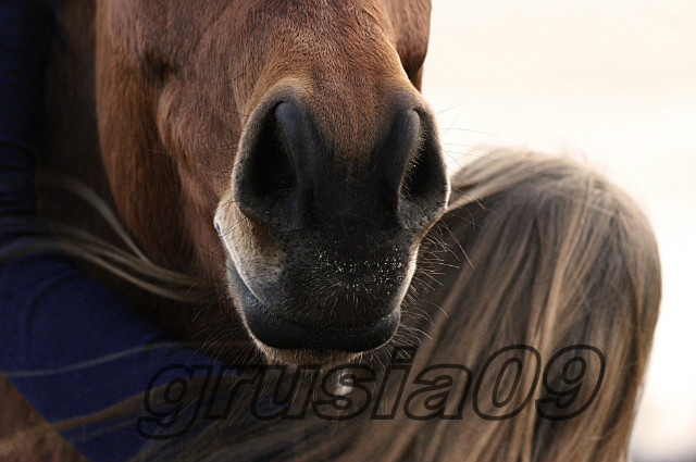 Wpis grusia09