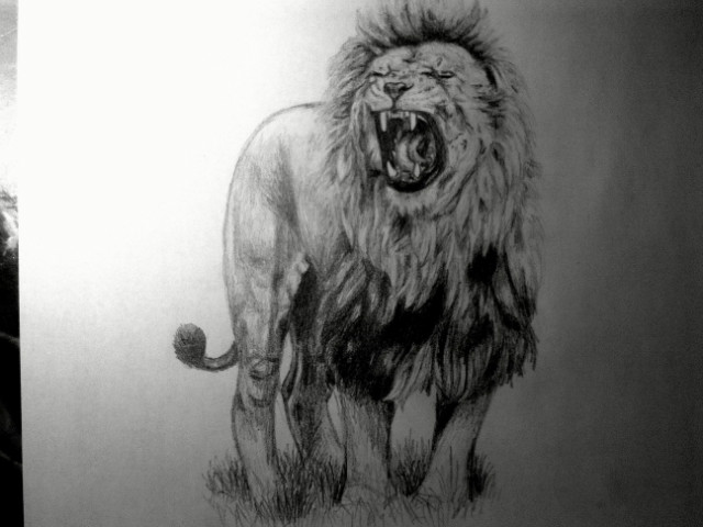 lion