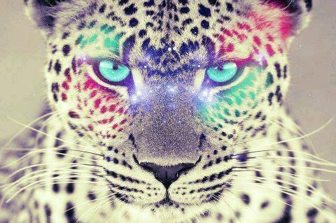 so beautiful cat