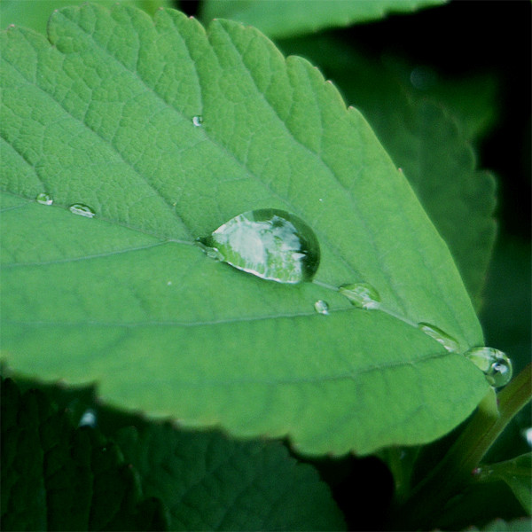 Postanowienia.