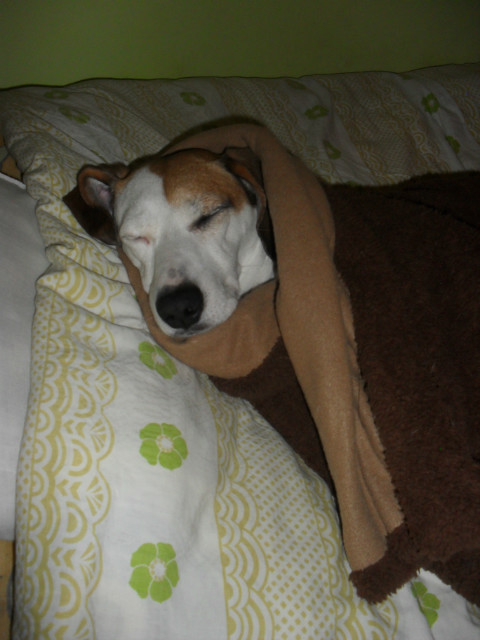 Wpis ilovedogs5