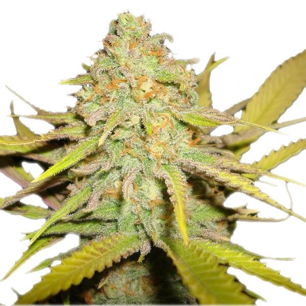 Kush