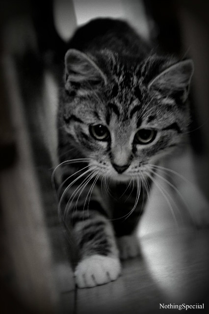 Cat.