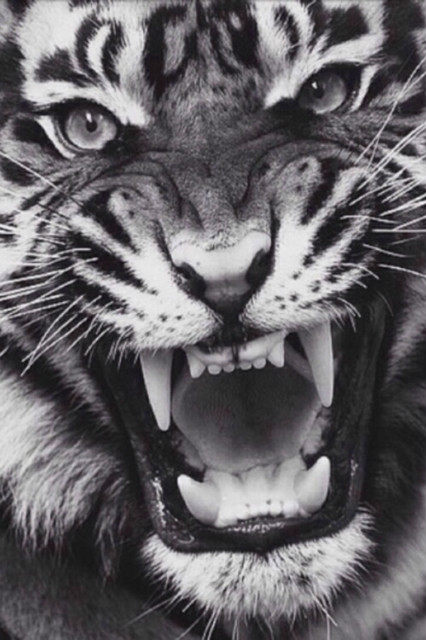 Roooar