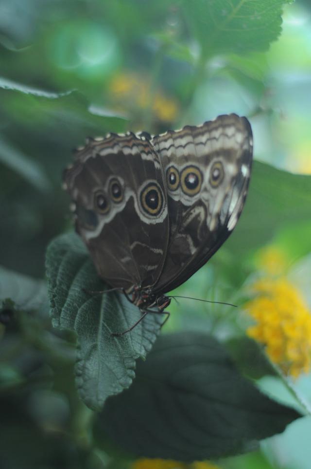 Wpis whitepentacle