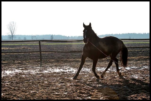 Wpis horses6