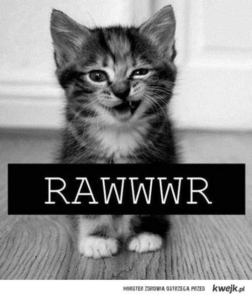 Wpis koteceeeekk