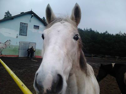 Chamelasty :3 