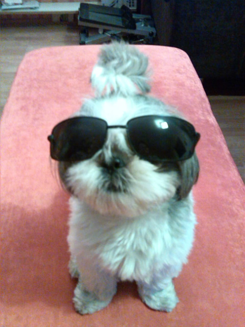 Wpis klaudiadog