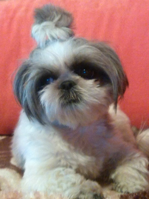 Wpis klaudiadog