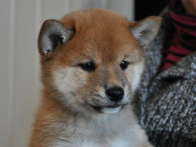 Shiba inu