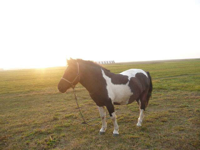 Taki se :**