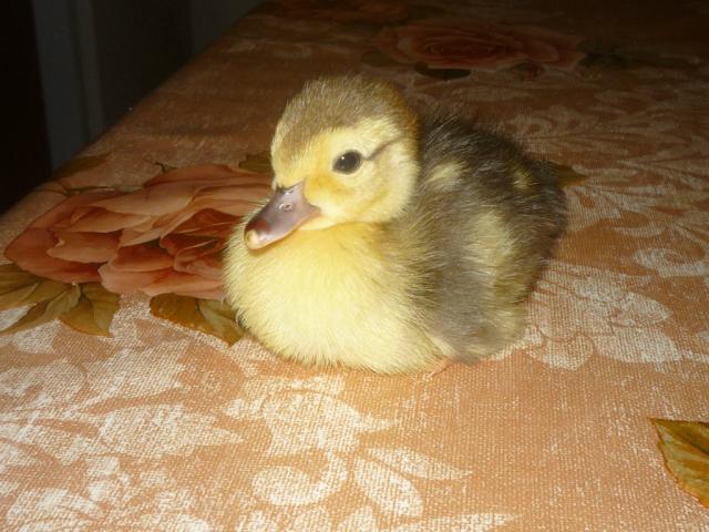 Hahaha :***
