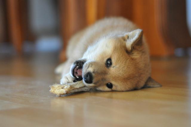 Shiba inu