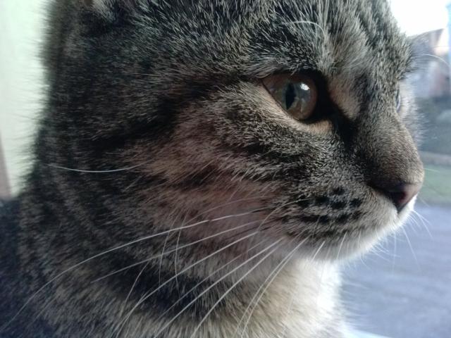 moja kicia