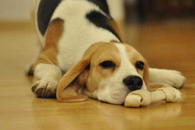 Beagle
