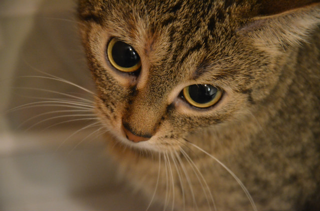 kitty
