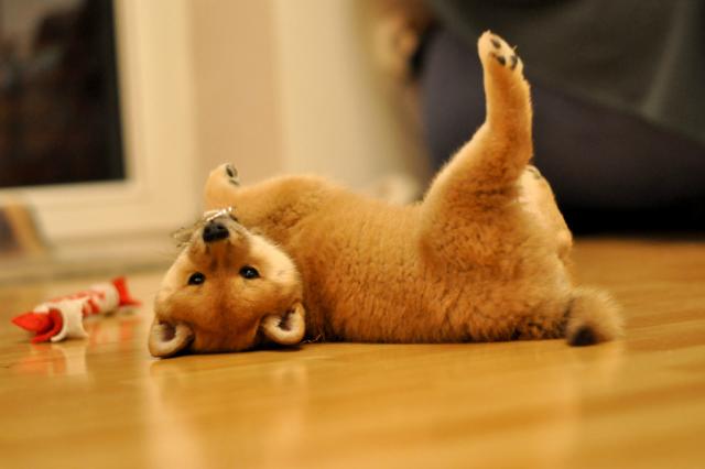 Shiba
