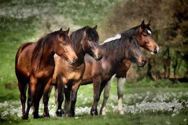 horses