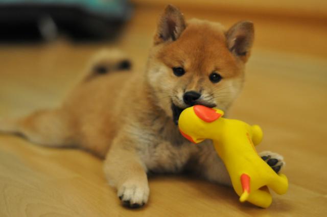 Shiba inu