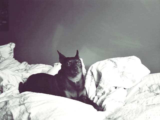 Wpis hipstaaplease