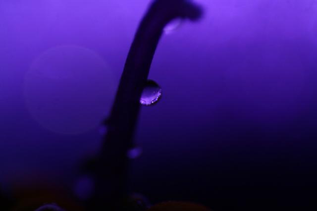 Krople