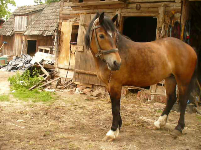 Wpis brysiula