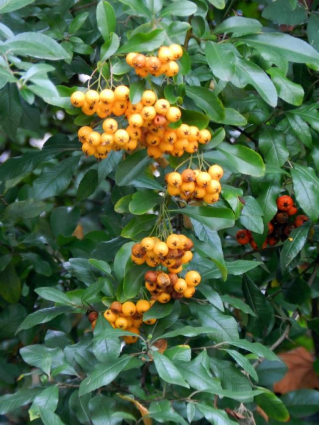 ognik szkaratny 'Soleil d'Or'