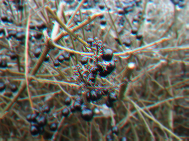 magicberries