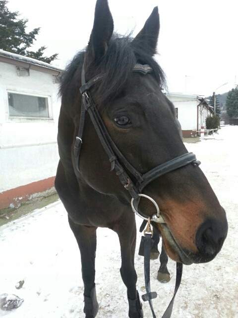 Wpis olllusiaaa