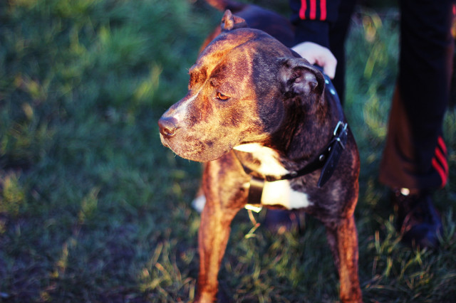 Pako! 