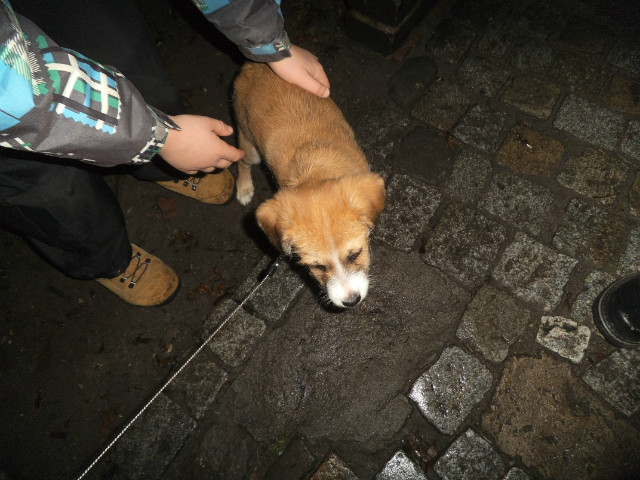 Chiwawa