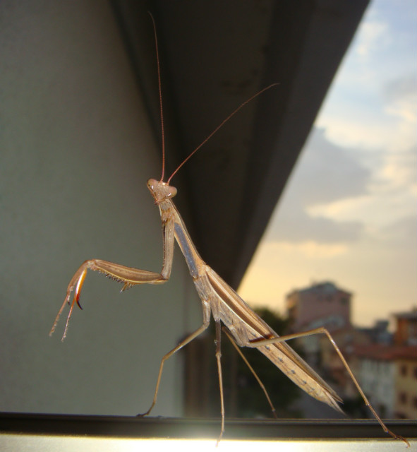 Mantide religiosa - Mantis
