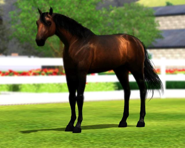 Wpis delightequestriancentre