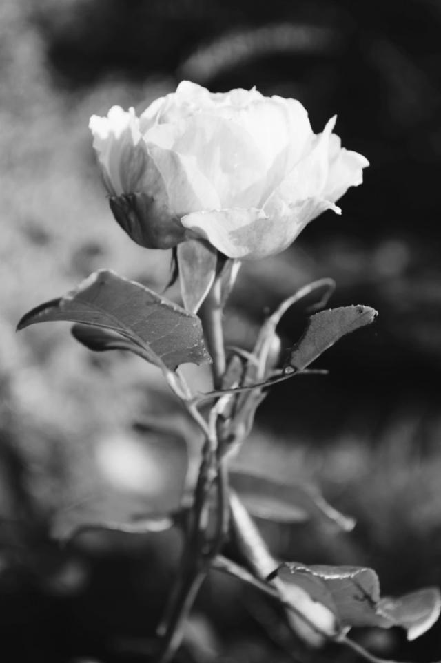 pain rose