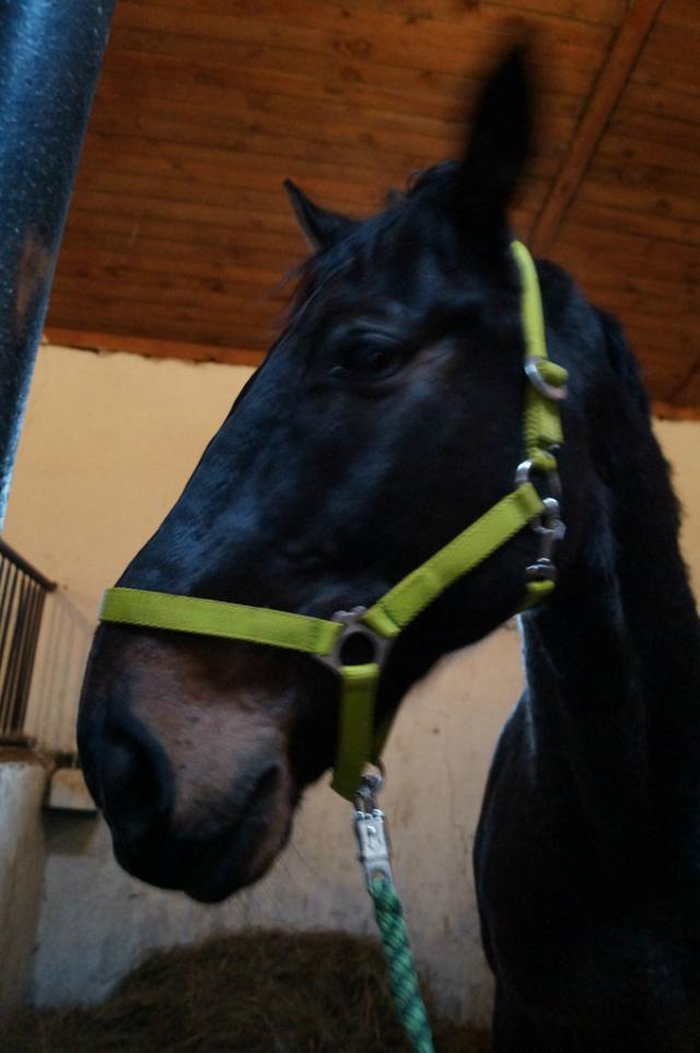 HARLEYEK :)