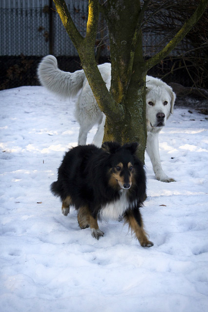 Kora i Berta