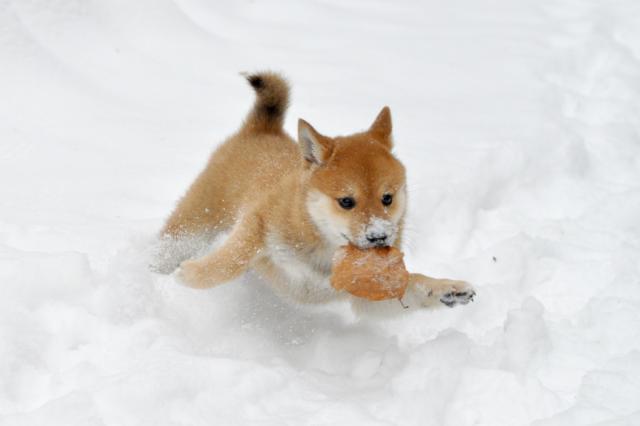 Shiba inu