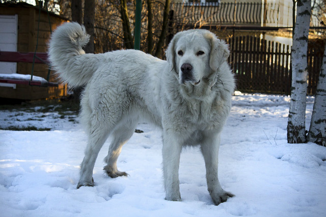 Wpis dogsmylove