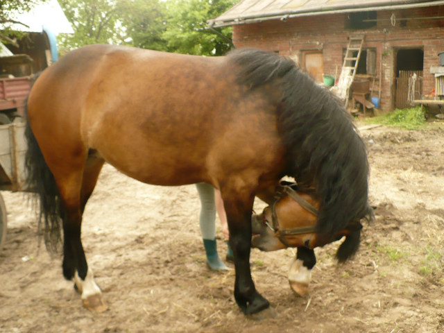 Wpis brysiula