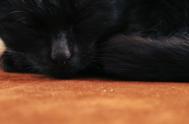 Wpis smallcat123