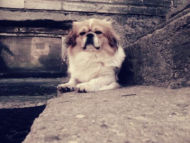 Piese