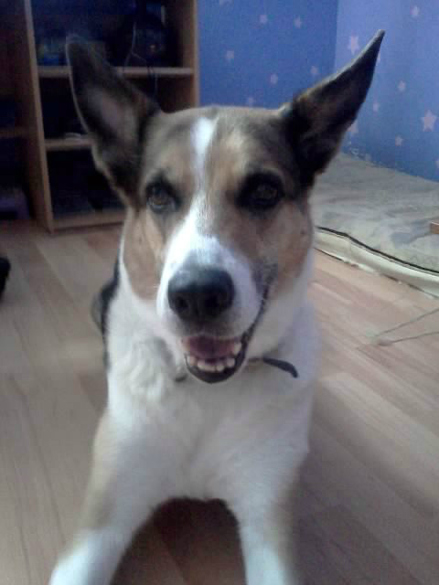 Sunia 