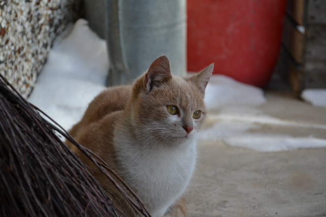 Karmel