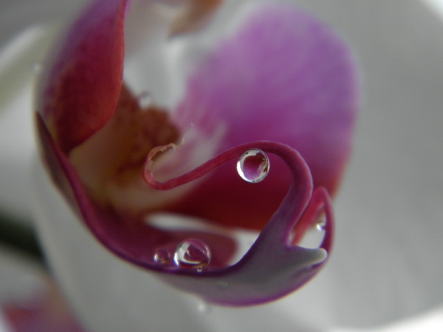 orchidea