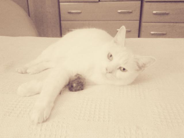 Wpis bitchpleaseeee